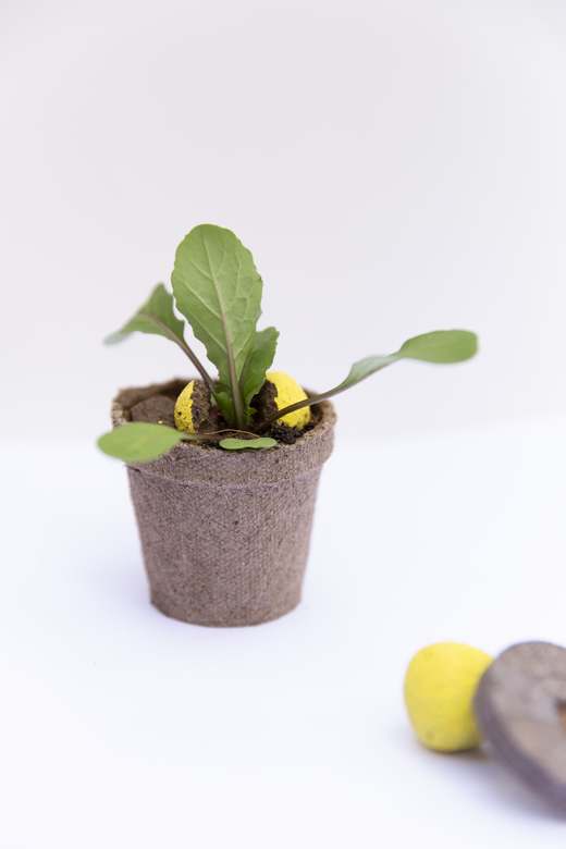 Kit Plantable — 3 como funciona brote