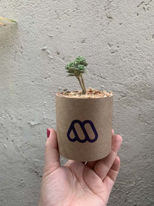 Plantub-Oh! — 3 en mano