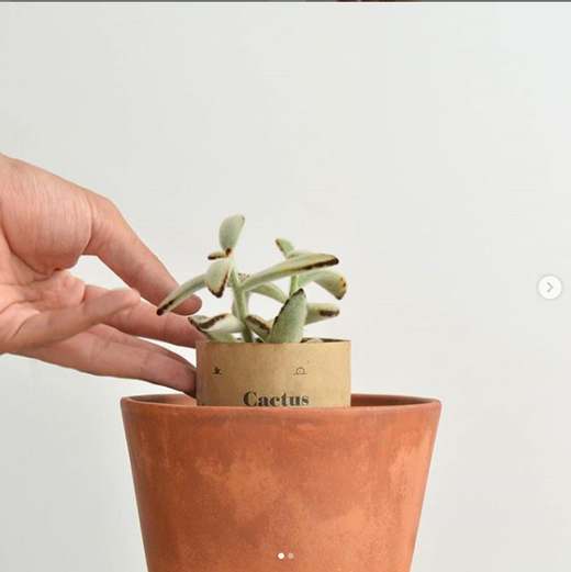 Plantub-Oh! — 7 como funciona trasplante