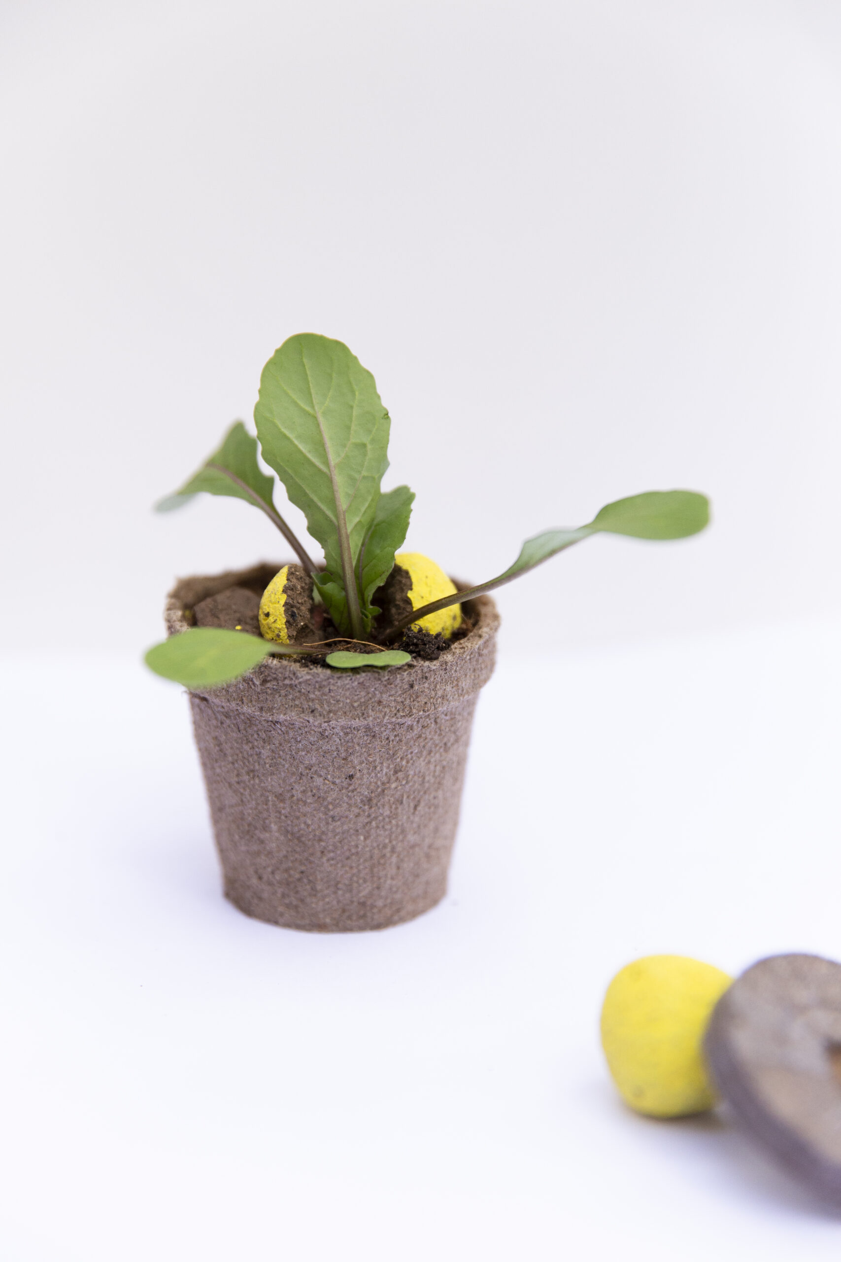 Kit Plantable - Kale - Imagen 3